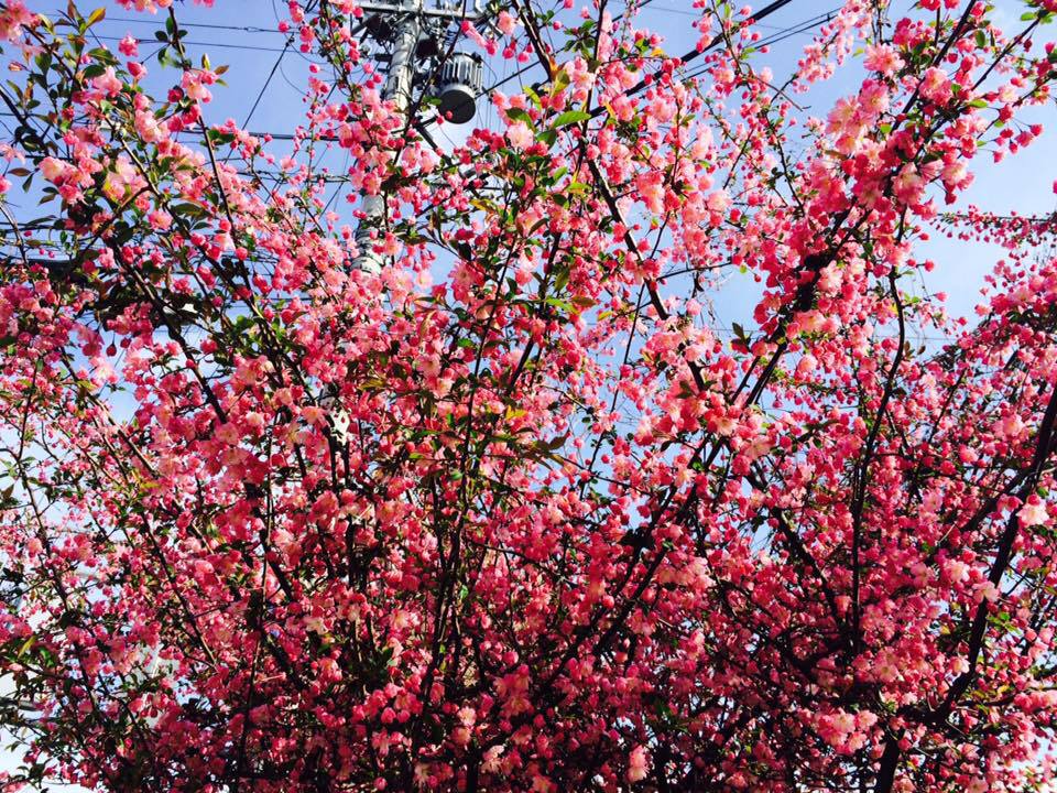 Le charme de Kyoto au fil des saisons