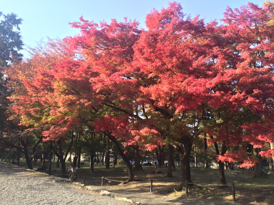 Le charme de Kyoto au fil des saisons