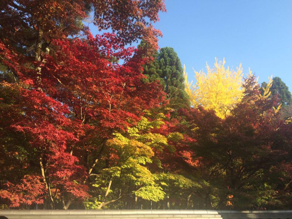 Le charme de Kyoto au fil des saisons